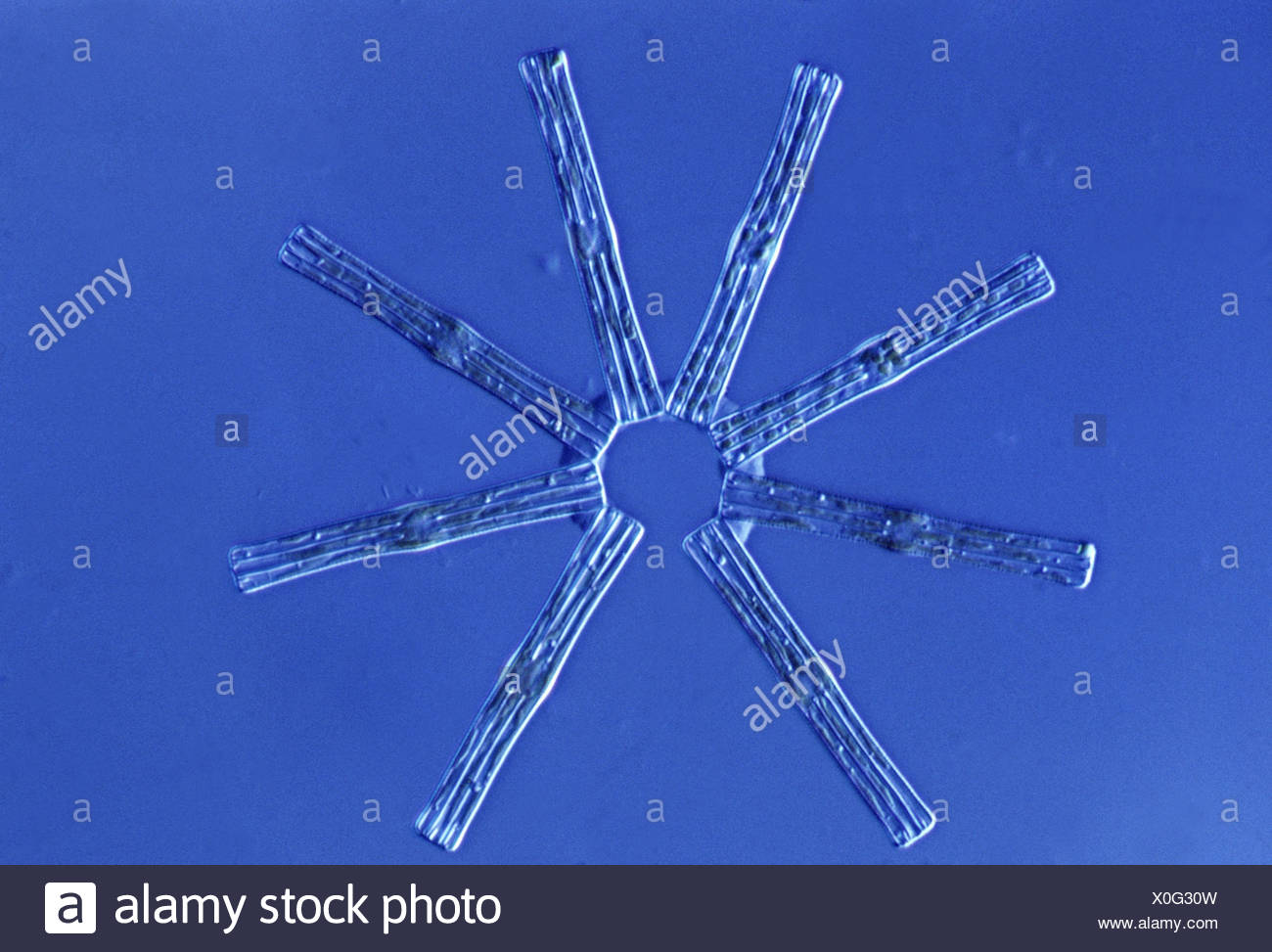 Tabellaria High Resolution Stock Photography and Images - Alamy