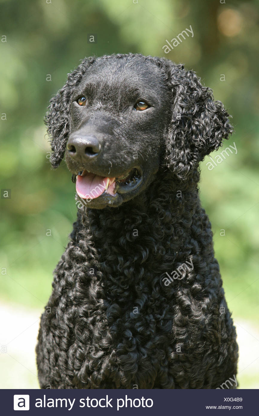 curly coated retriever for sale