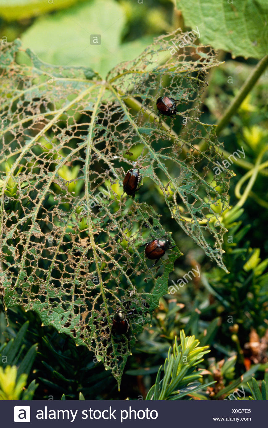 Japanese Beetle Popillia Japonica High Resolution Stock Photography and ...