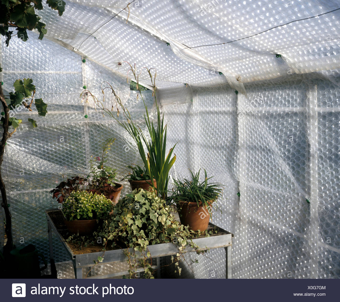 greenhouse bubble wrap