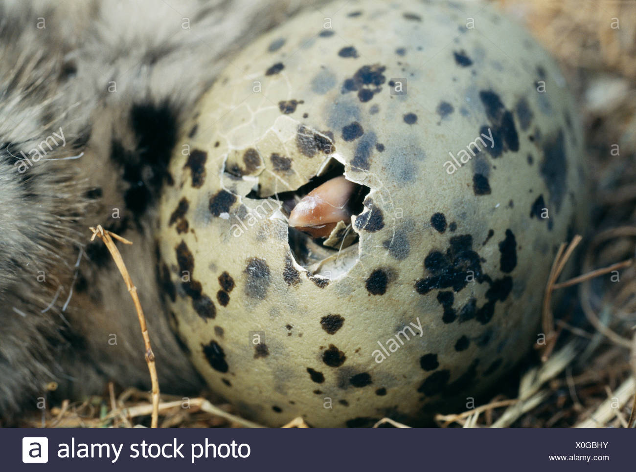 Chick Hatching High Resolution Stock Photography and Images Alamy