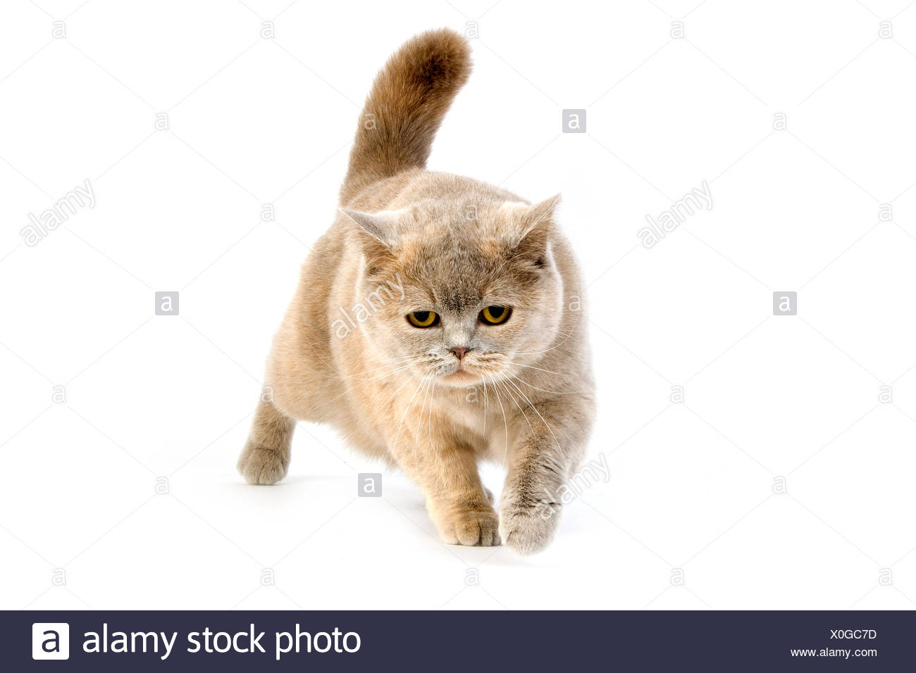 Lilac Cream British Shorthair Domestic Cat Female Against White
