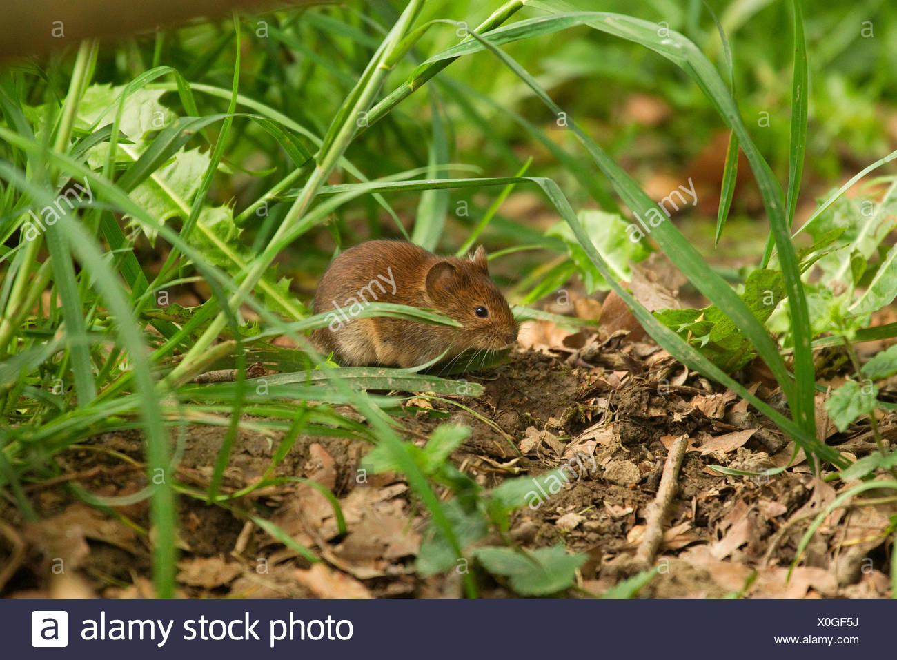 Rhine Westphalia North Rhine Westphalian Nrw Bank Vole Stock
