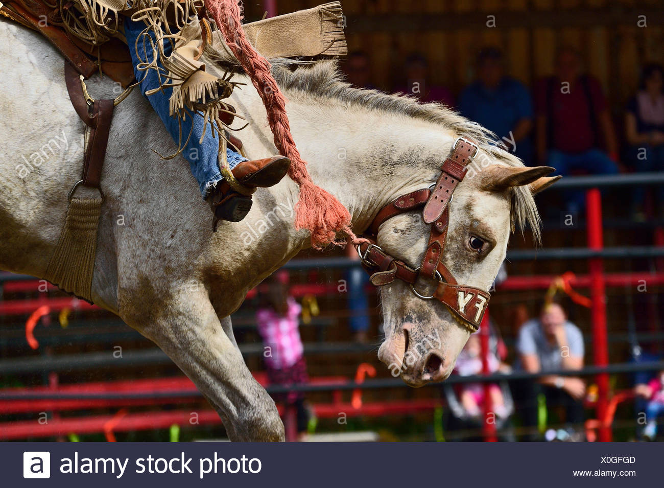 Bucking Horses Stock Photos & Bucking Horses Stock Images Alamy