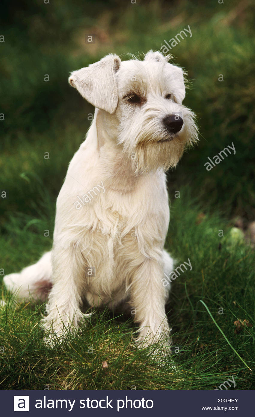 White Miniature Schnauzer Sitting On Meadow Stock Photo Alamy