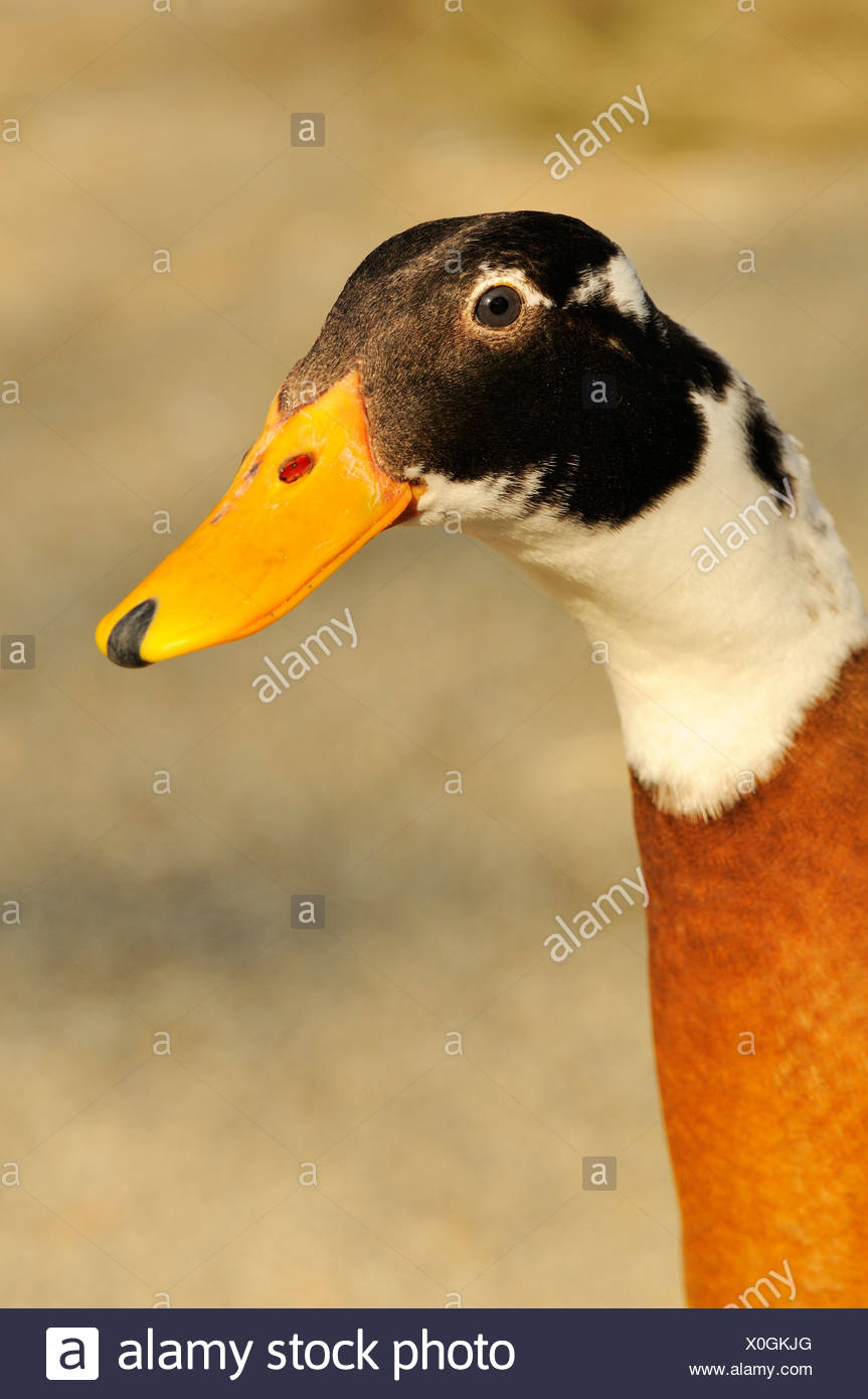 Indian Running Ducks Stock Photos & Indian Running Ducks Stock Images