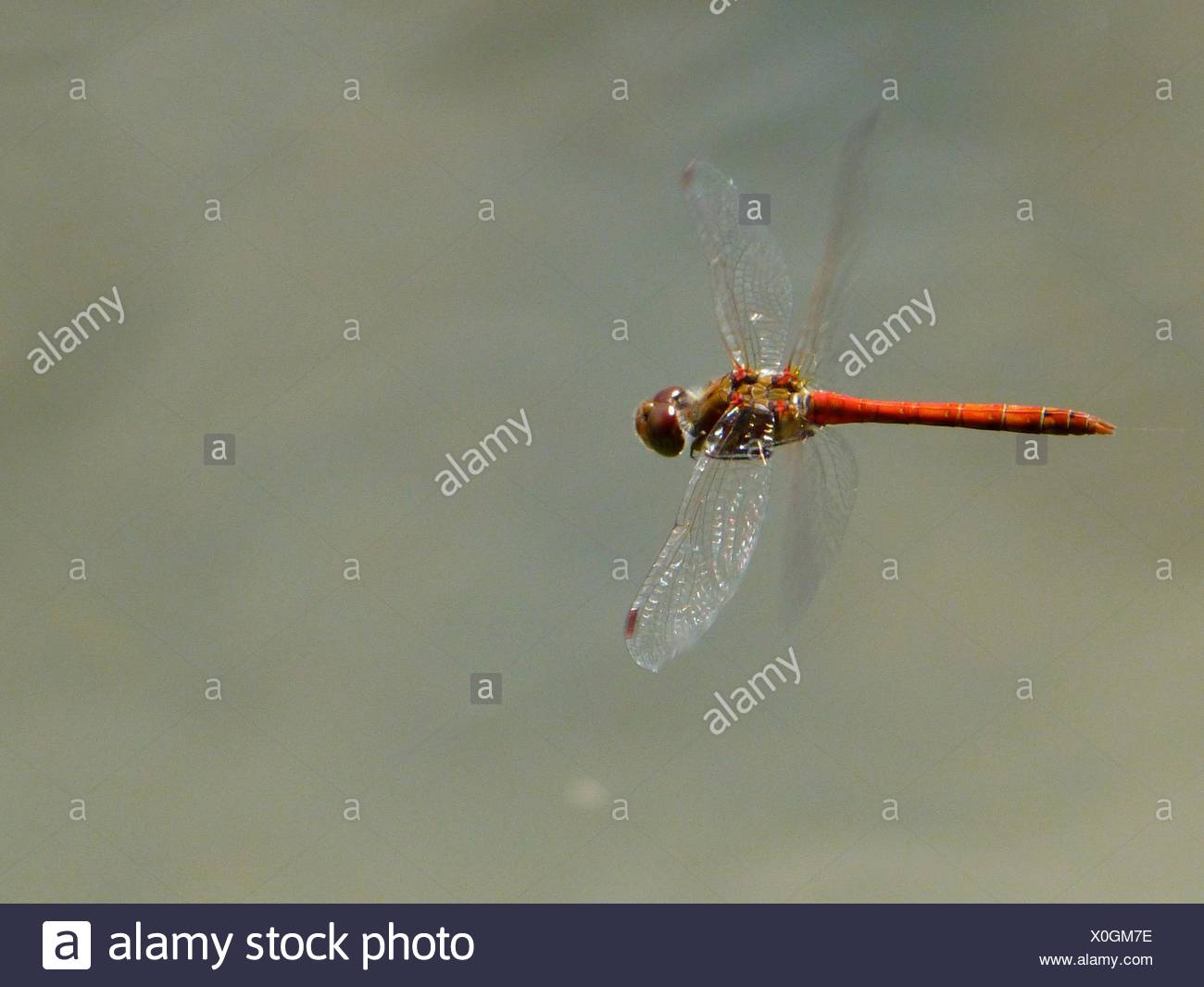 Close-Up Of Red Dragonfly Flying Over Lake Stock Photo