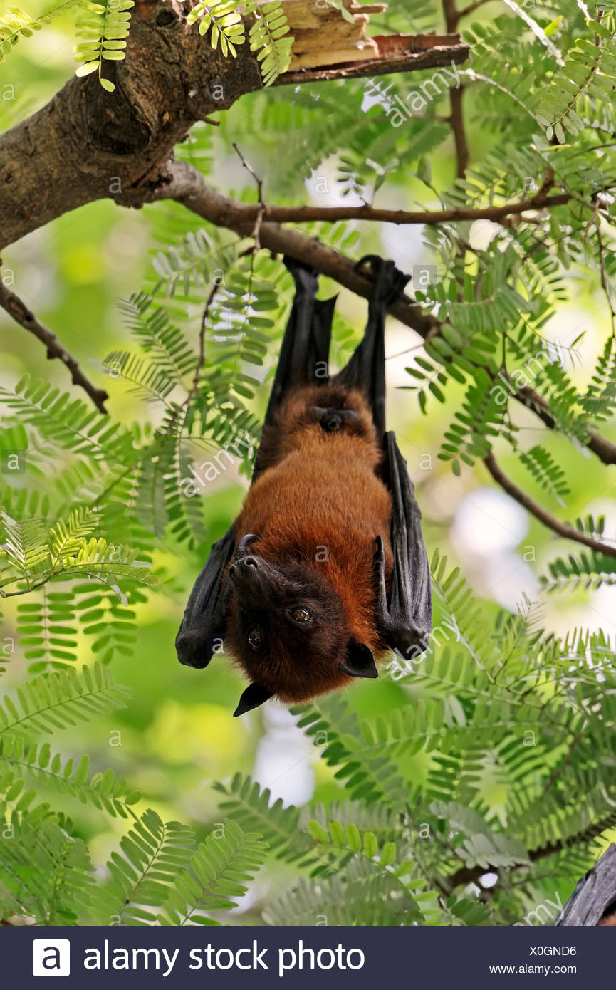 Indian Flying Fox High Resolution Stock Photography and Images - Alamy