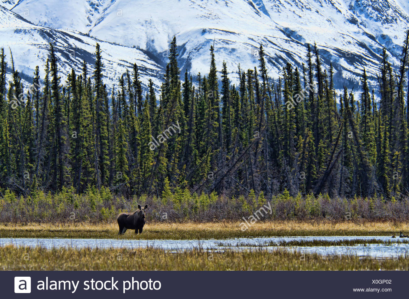 moose, kluane, national park, Yukon, Canada, nature Stock Photo - Alamy