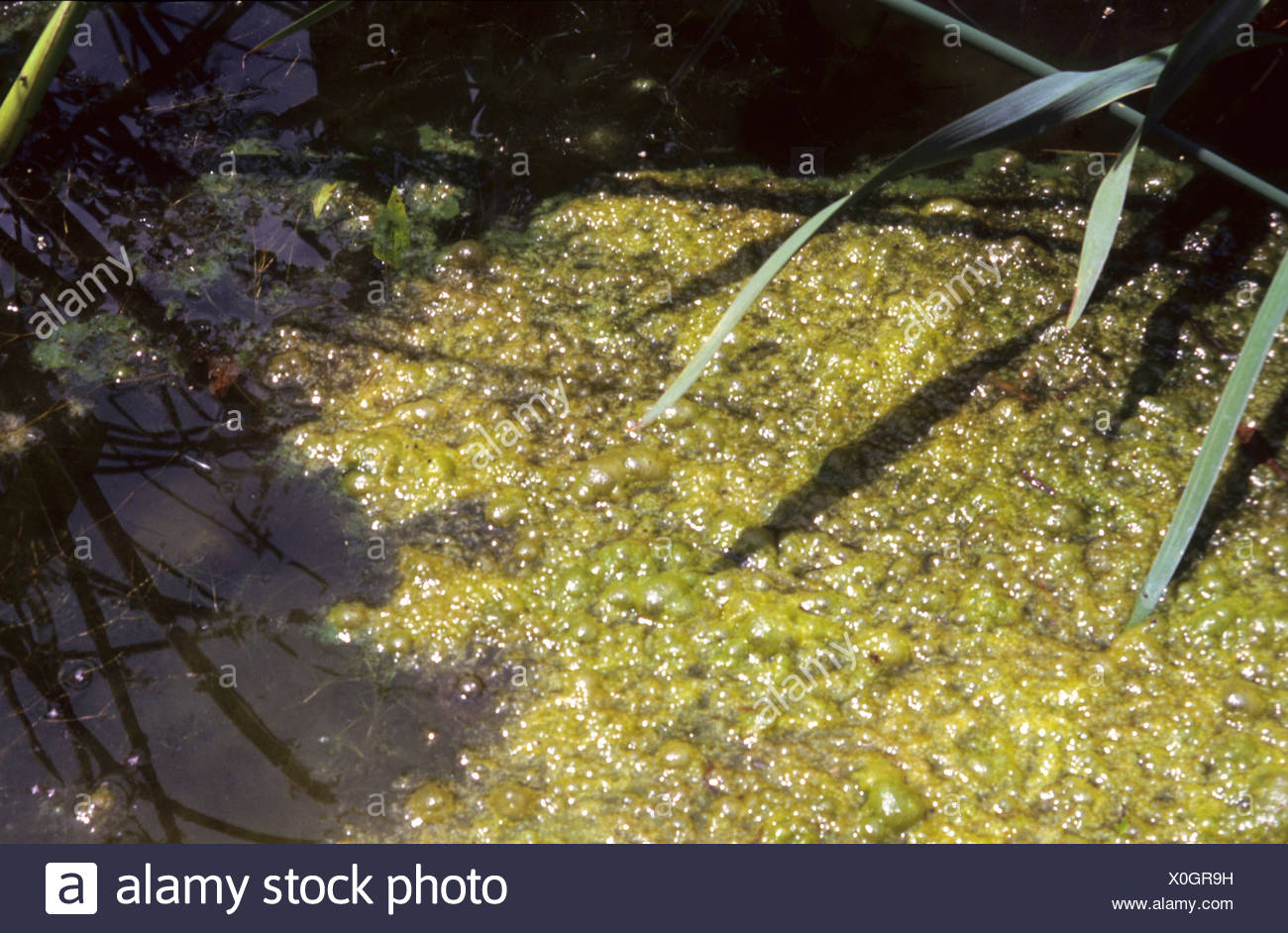 pond scum sperm Teens in speedos