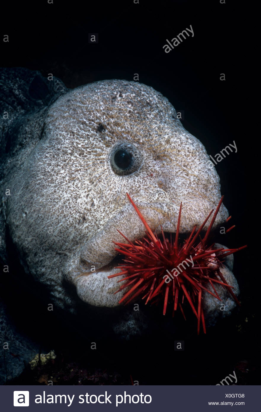 pacific wolf eel