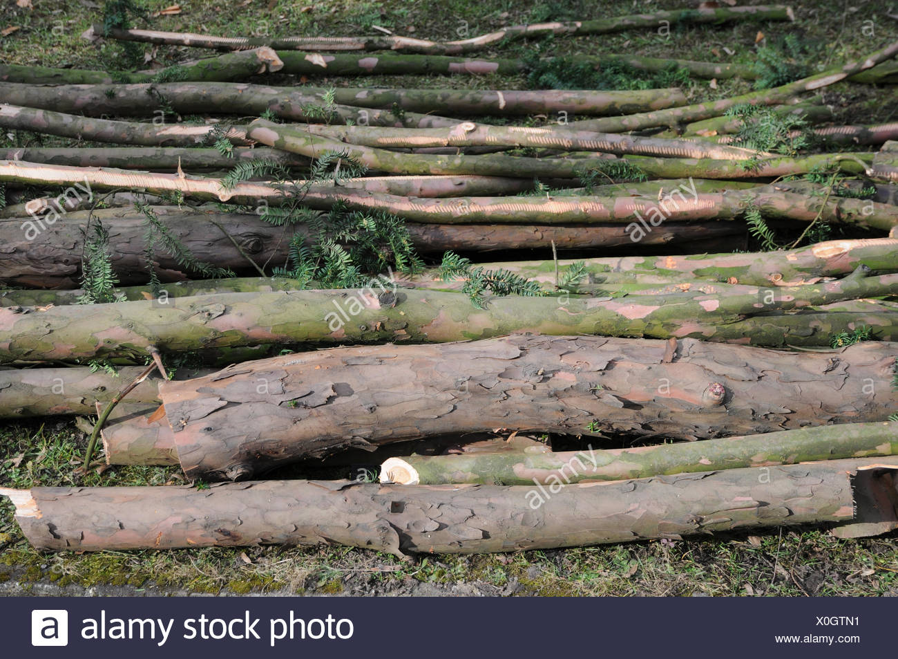 Yew Wood High Resolution Stock Photography and Images Alamy