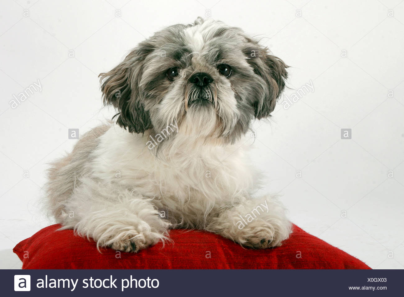 Shih Tzu Lying On Pillow Stock Photo 275737507 Alamy
