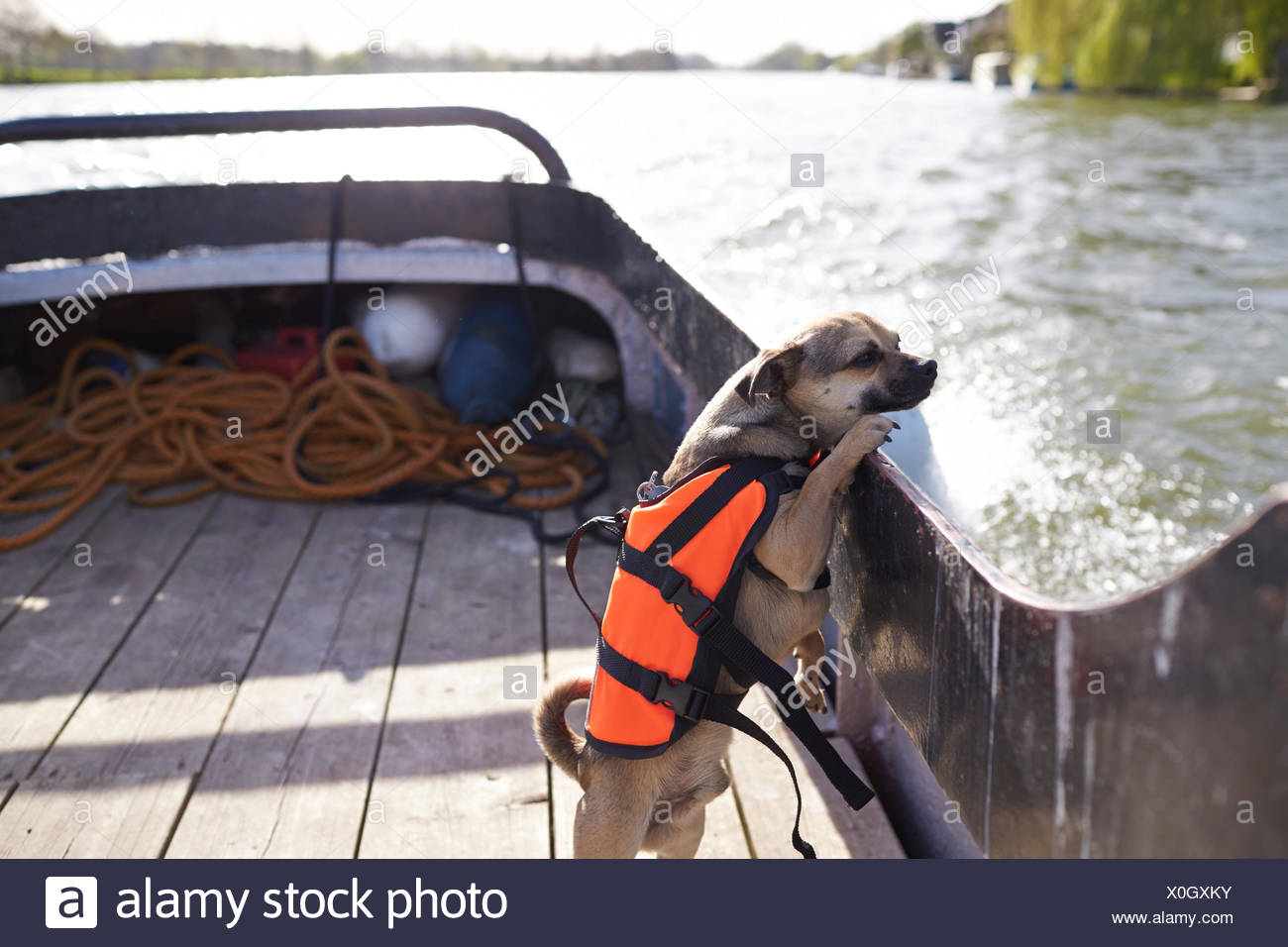 whippet life jacket