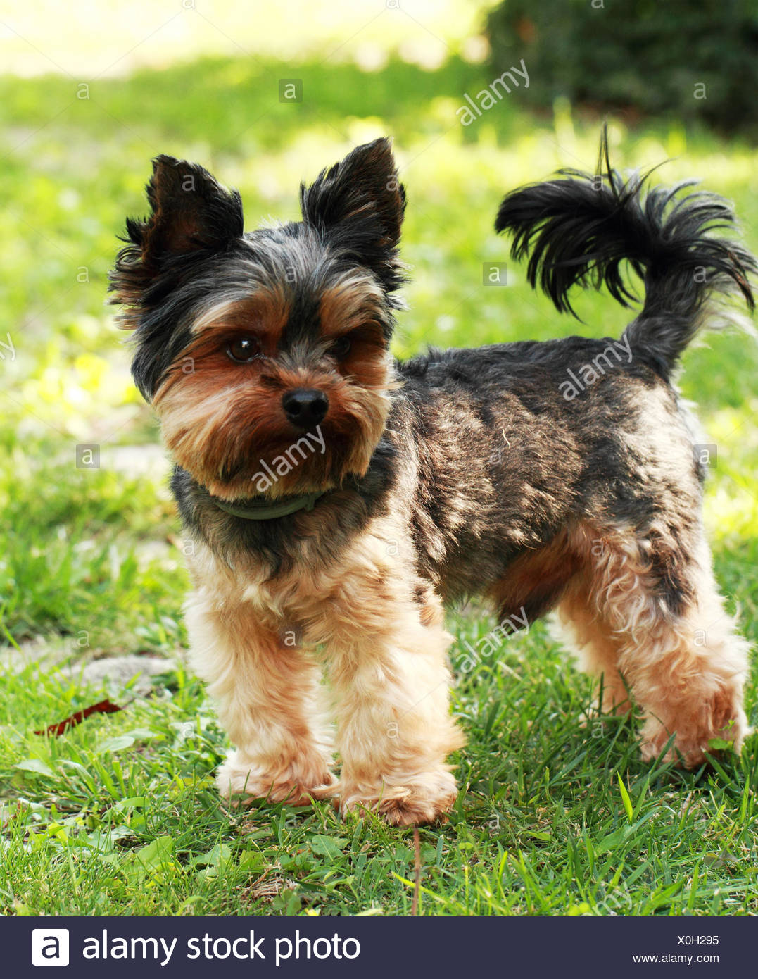 fluffy yorkshire terrier