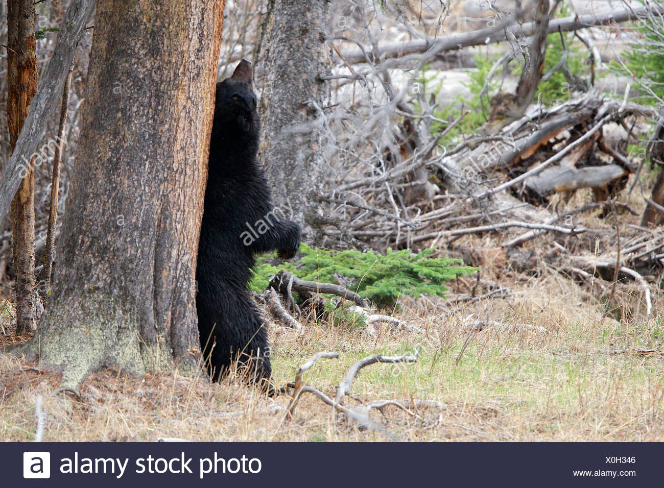 Bear Scratching On Tree Stock Photos & Bear Scratching On Tree Stock