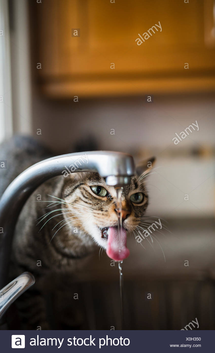 Tabby Cat Drinking Water From The Faucet In The Kitchen Stock