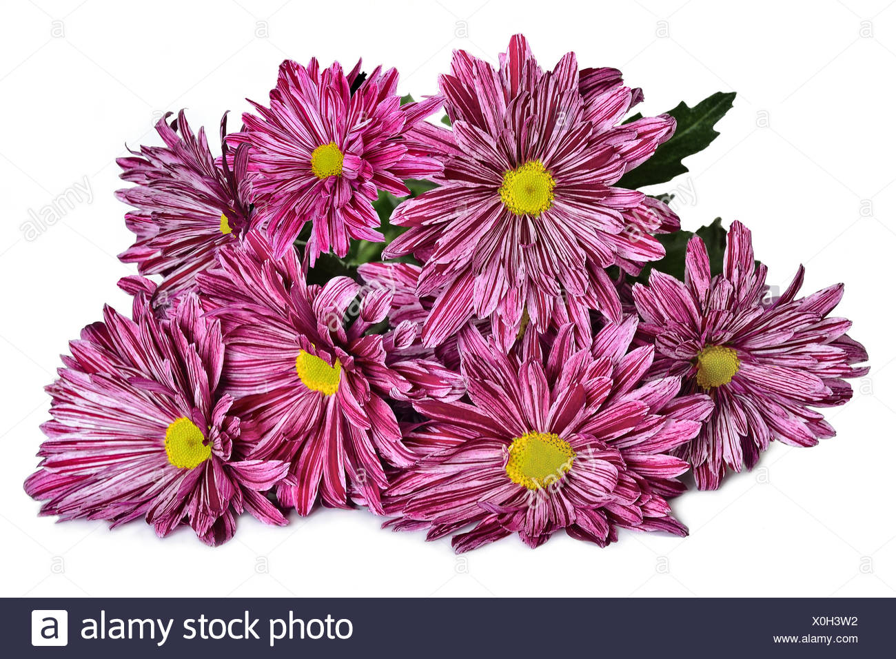 Beautiful Chrysanthemum Flowers Border Stock Photo Alamy