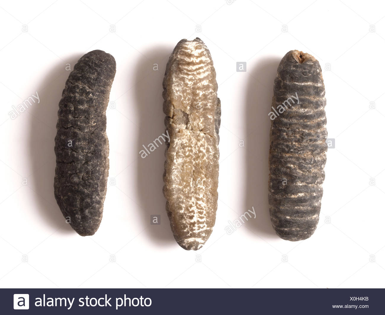 sea cucumber sea cucumber