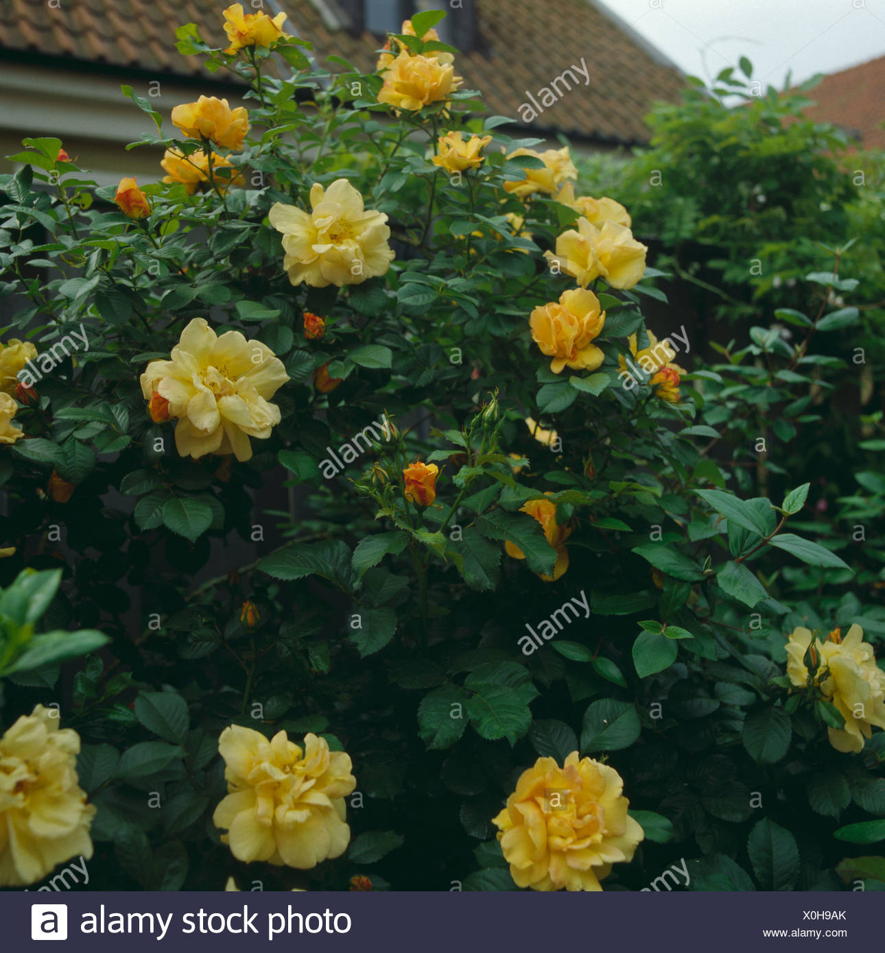 Yellow Climbing Rose High Resolution Stock Photography and Images Alamy
