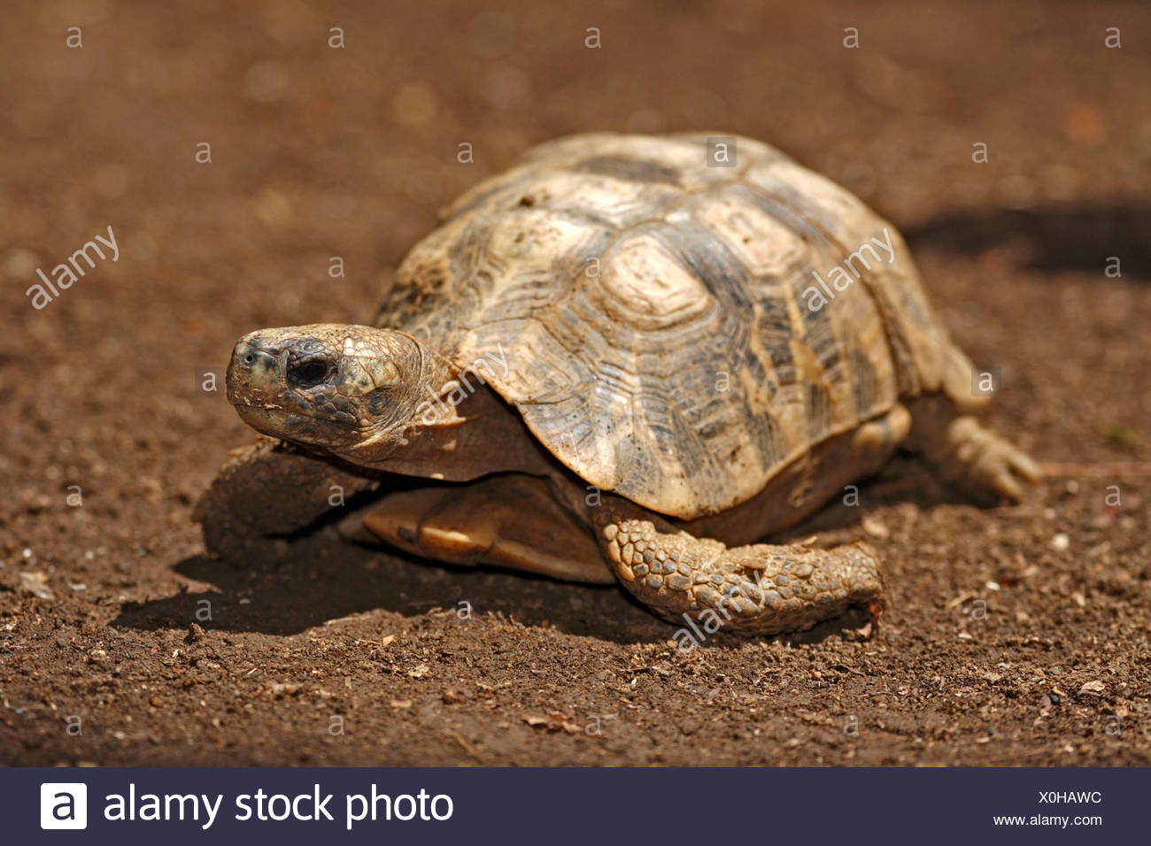 Flat-backed Spider Tortoise Stock Photo - Alamy