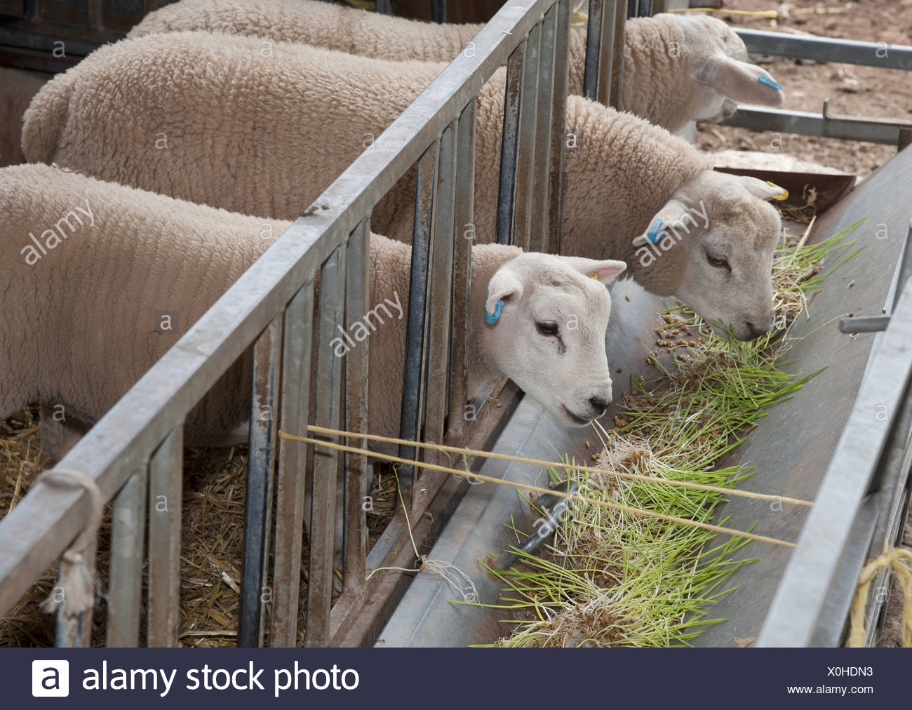 Domestic Sheep Lambs Feeding On Barley Hordeum Vulgare Hydroponic Growing System Crop Of Sprouted Seedlings At