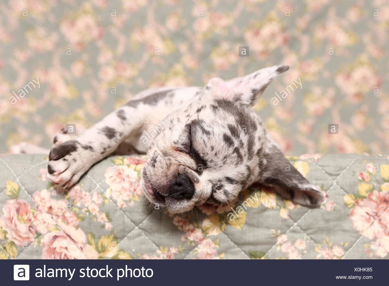 leopard print french bulldog