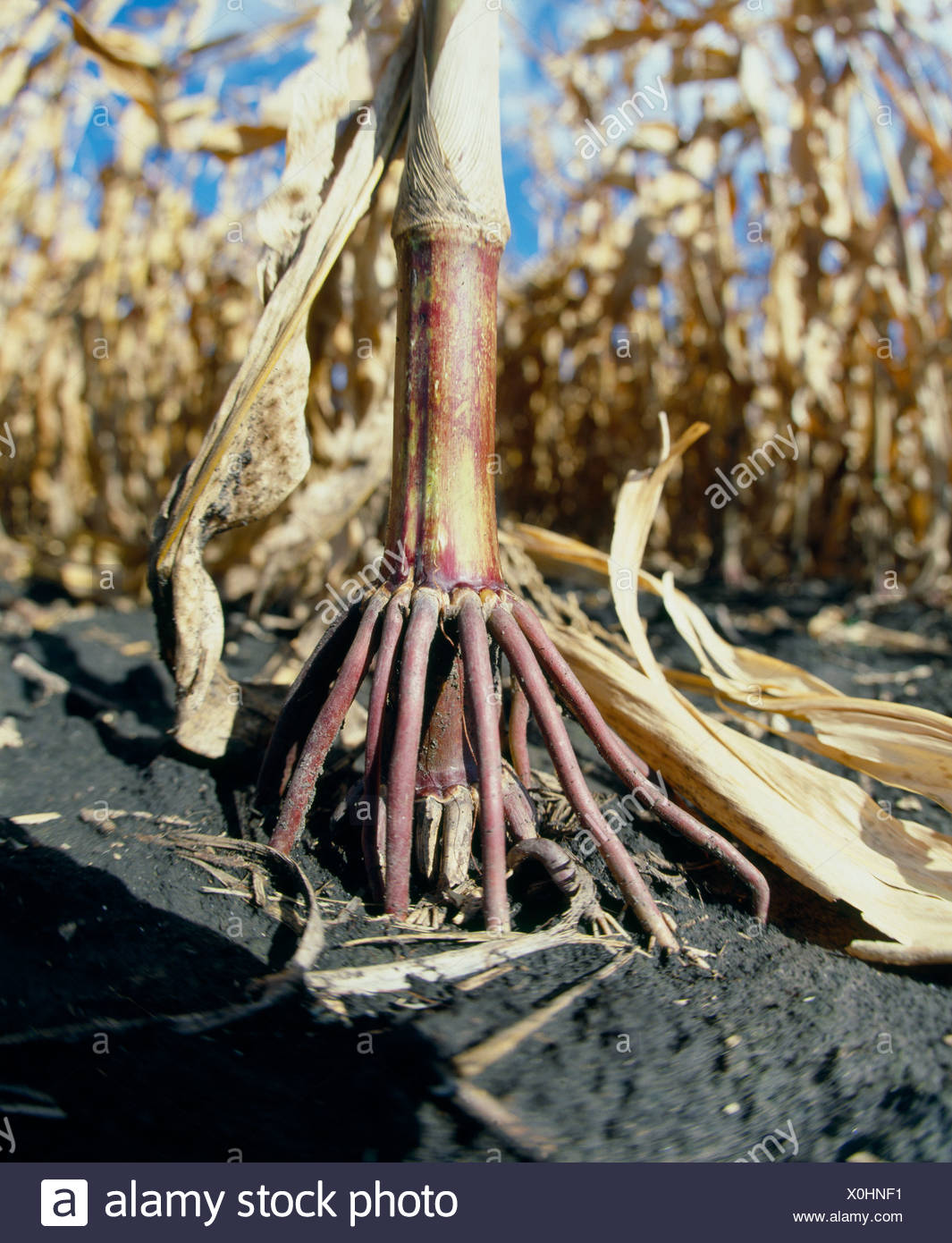 Prop Root Corn High Resolution Stock Photography and Images Alamy