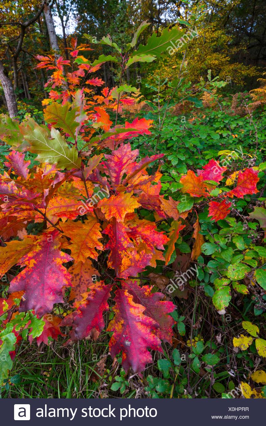 Quercus rubra, commonly called northern red oak or champion oak, Alsasua,  Navarra, Spain, Europe Stock Photo - Alamy