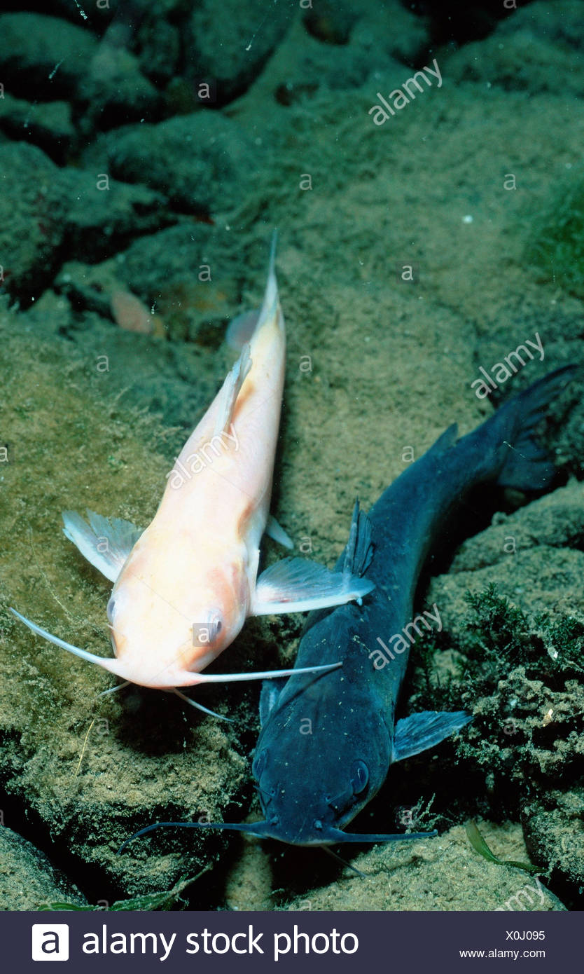 Horned Pout High Resolution Stock Photography and Images Alamy