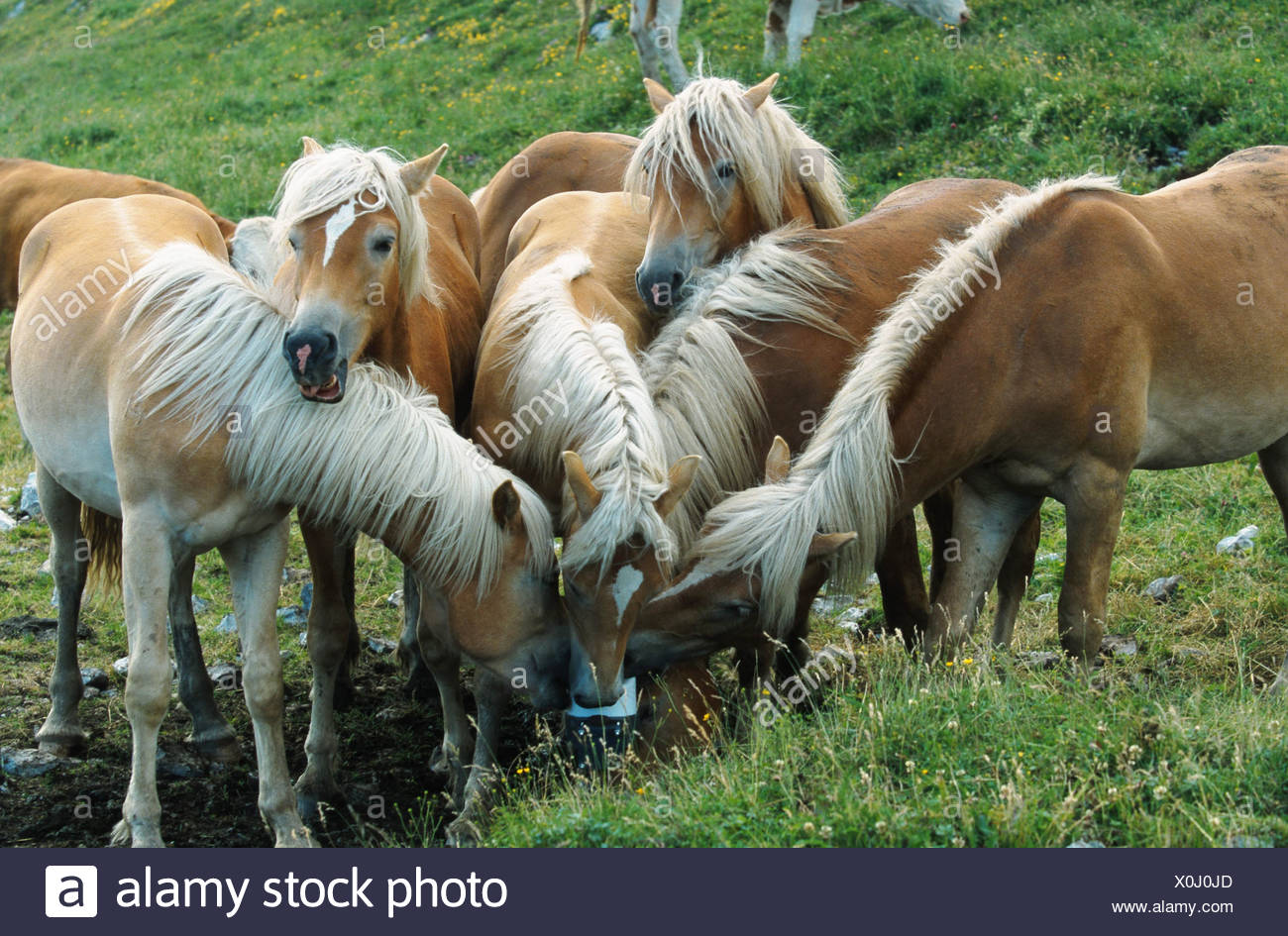 Horse Lick Stock Photos & Horse Lick Stock Images Alamy