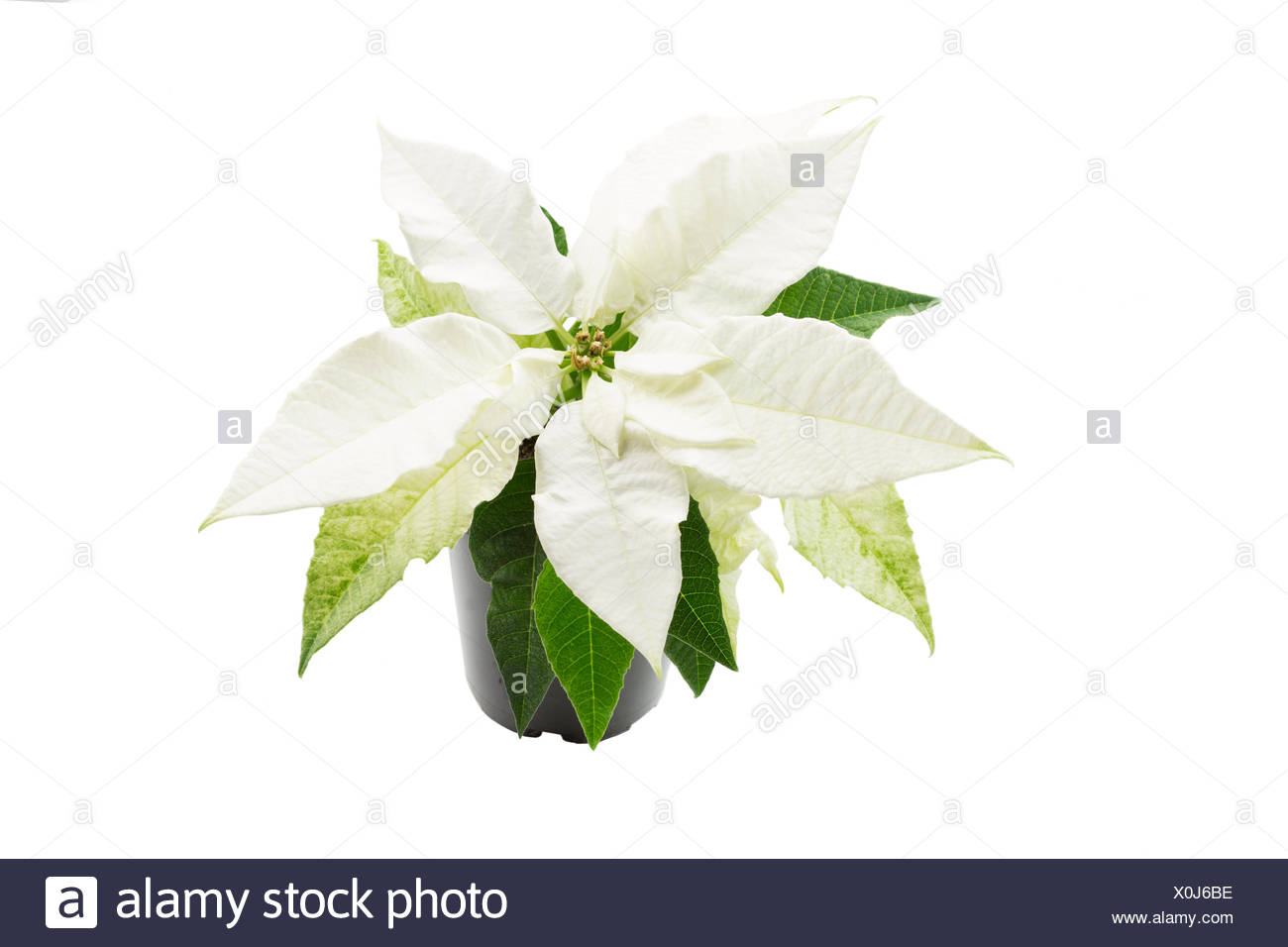 Christstern High Resolution Stock Photography And Images Alamy