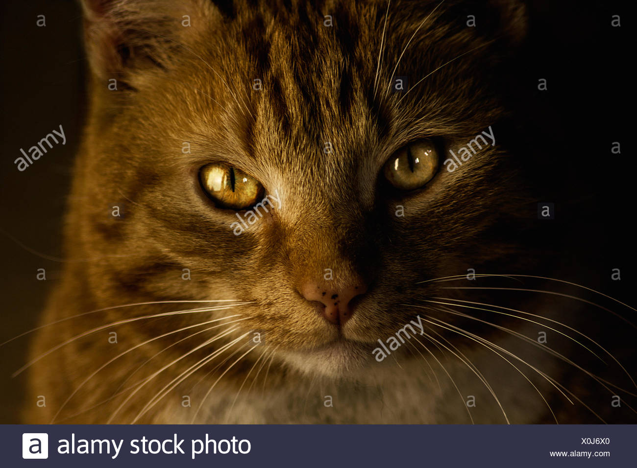 Golden Tabby Cat Stock Photos Golden Tabby Cat Stock Images Alamy