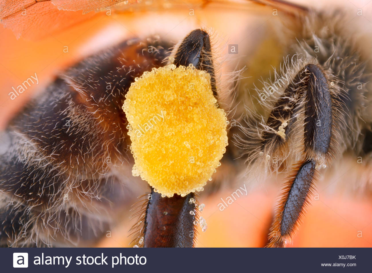 Pollen Package High Resolution Stock Photography and Images Alamy