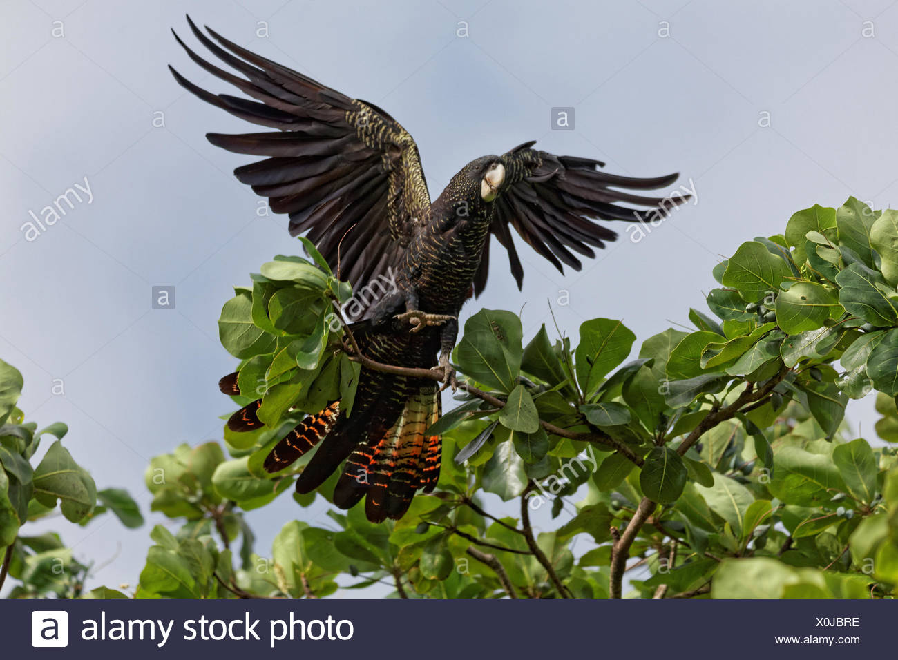 Banks Rabenkakadu Weibchen Stock Photo 275770306 Alamy