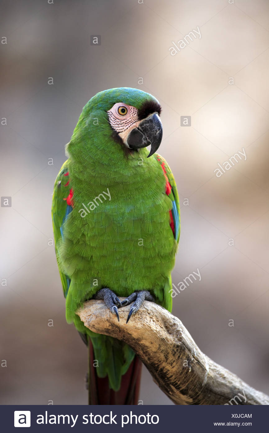 Chestnut-fronted Macaw (Ara severa) adult, perched on branch, Venezuela  Stock Photo - Alamy