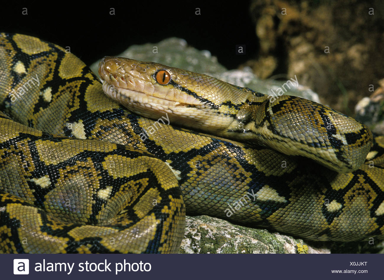 Python Python Reticulatus High Resolution Stock Photography and Images ...