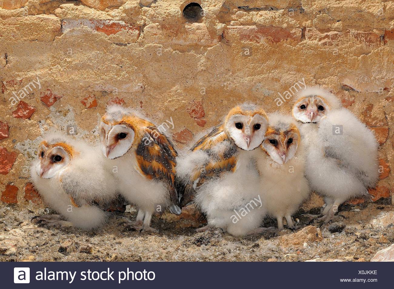 Barn Owl Breeding Tyto Alba La Albuera Badajoz Province