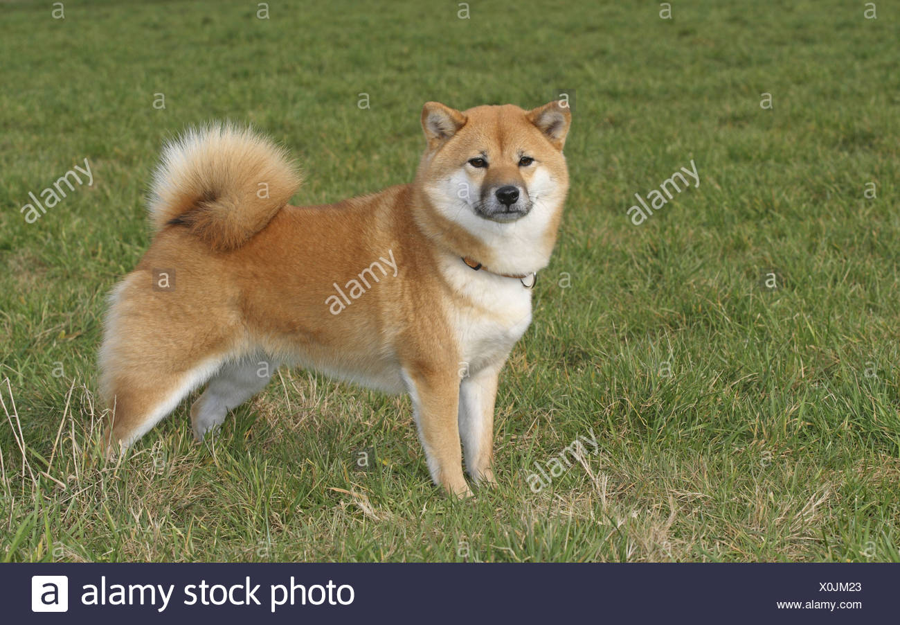 Shiba Inu Canis Lupus F Familiaris Standing In A Meadow