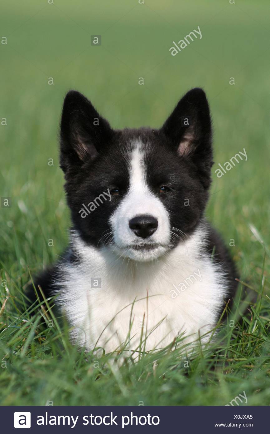 karelian bear dog puppy