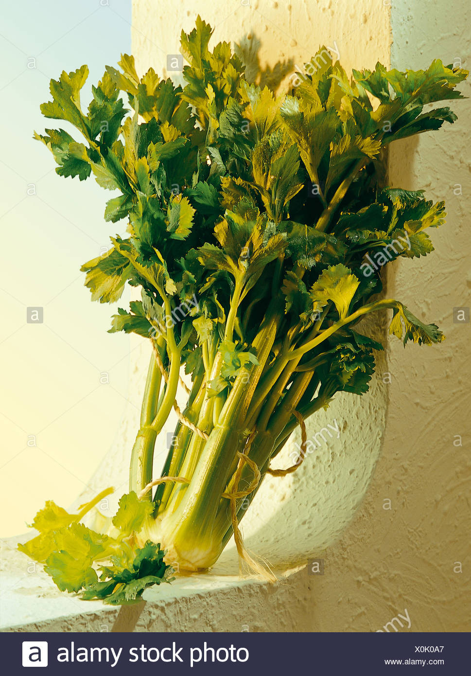 Stalks Of Celery High Resolution Stock Photography and Images Alamy