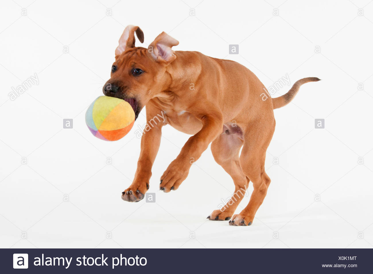 Playing Rhodesian Ridgeback High Resolution Stock Photography and ...