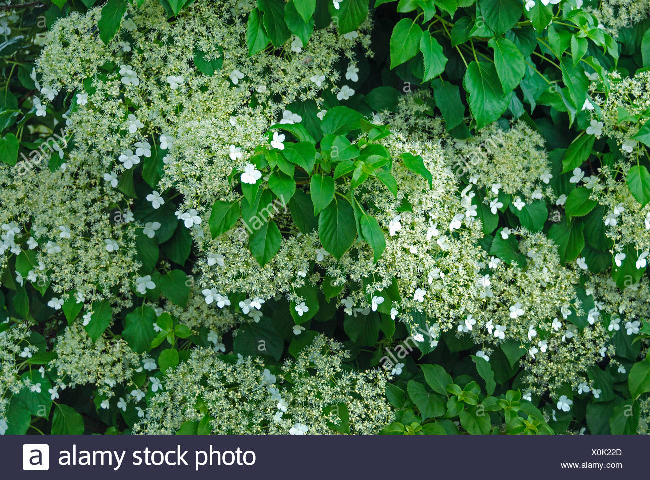 Tree Vine And Shrub Project Family Hydrangeaceaehydrangea