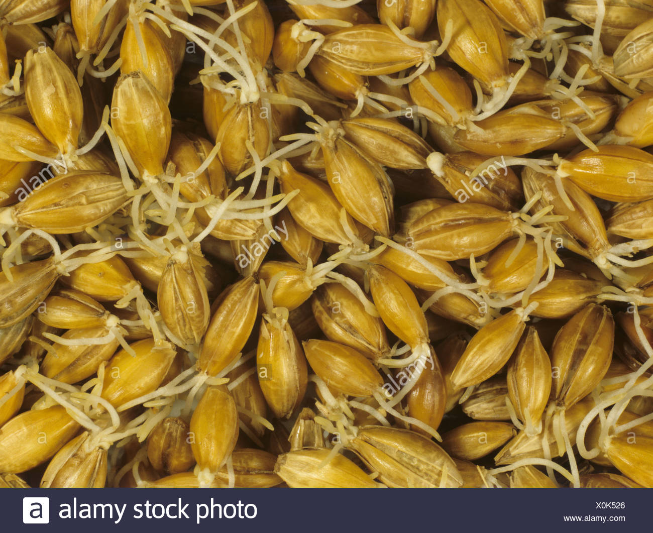Barley Seed Germination Stock Photos & Barley Seed Germination Stock