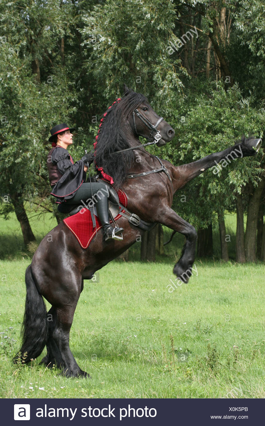 Rearing Friesian Horse High Resolution Stock Photography and Images - Alamy