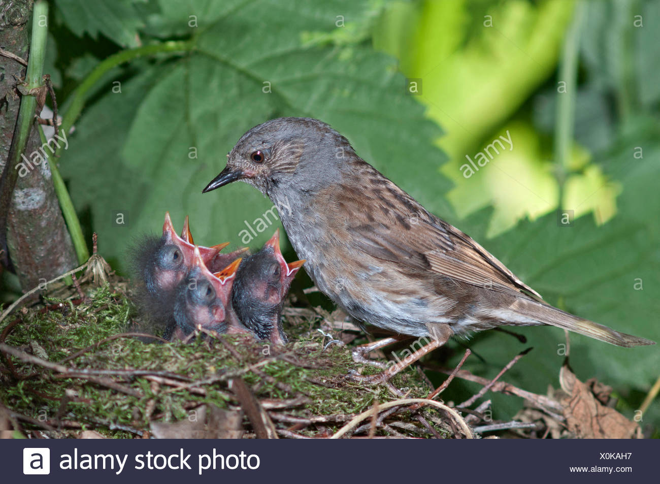 Dunnock Nest High Resolution Stock Photography And Images Alamy dunnock-nest-high-resolution-stock-photography-and-images-alamy
