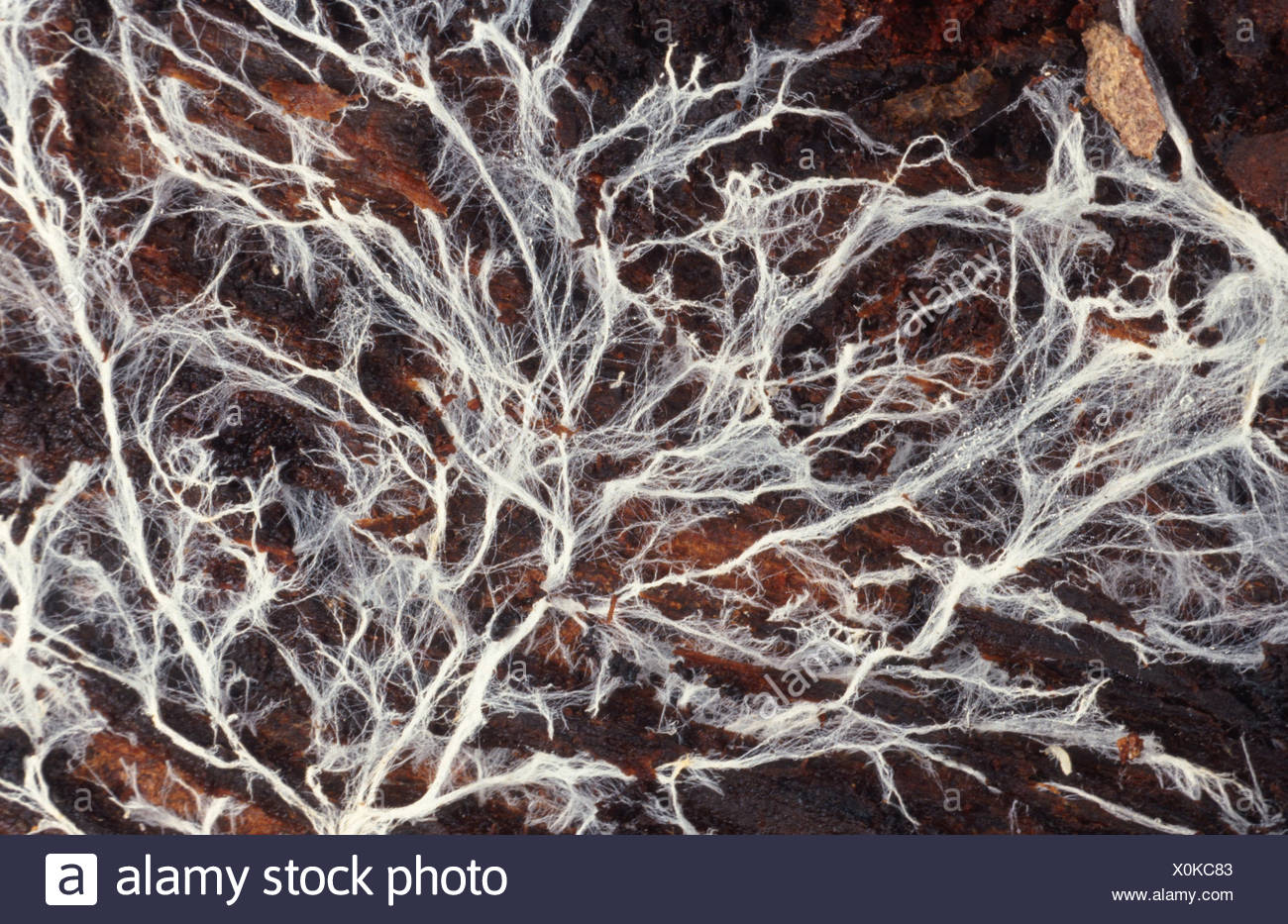 Mushroom Mycelium High Resolution Stock Photography and Images Alamy