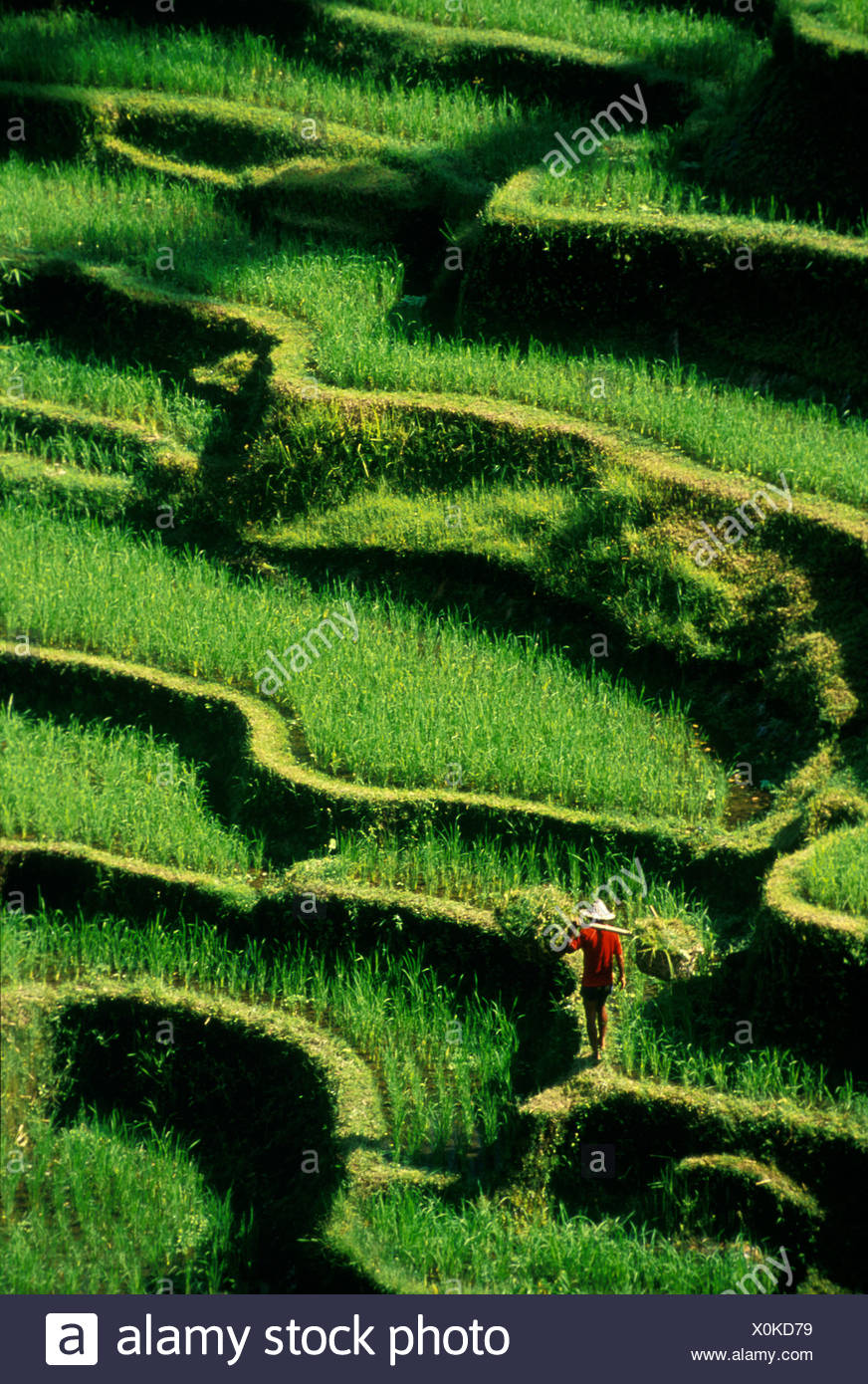 Reisterrassen Pujung Bali Indonesien Stock Photo Alamy