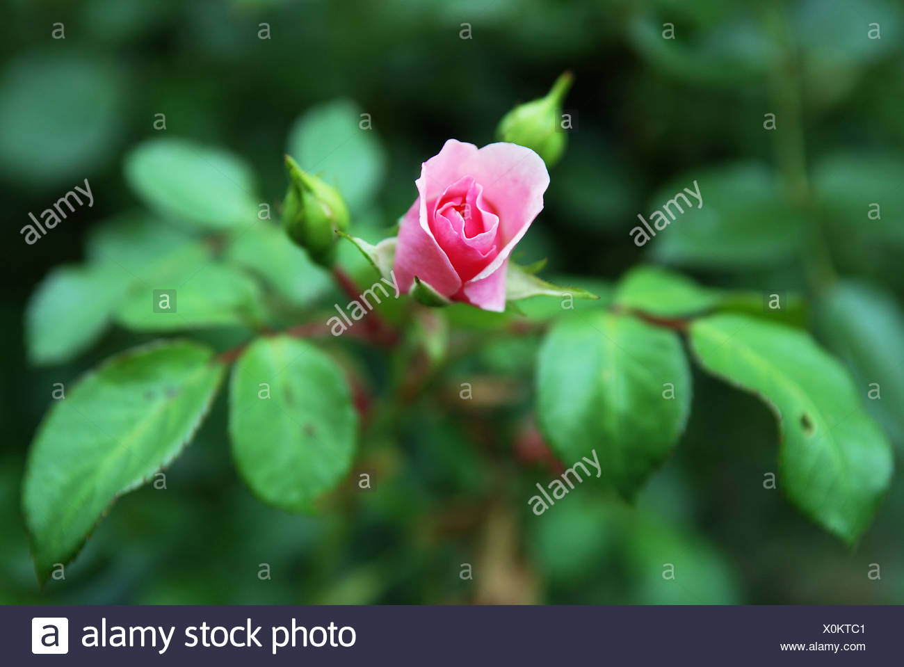 Opening Rose Bud High Resolution Stock Photography and Images Alamy