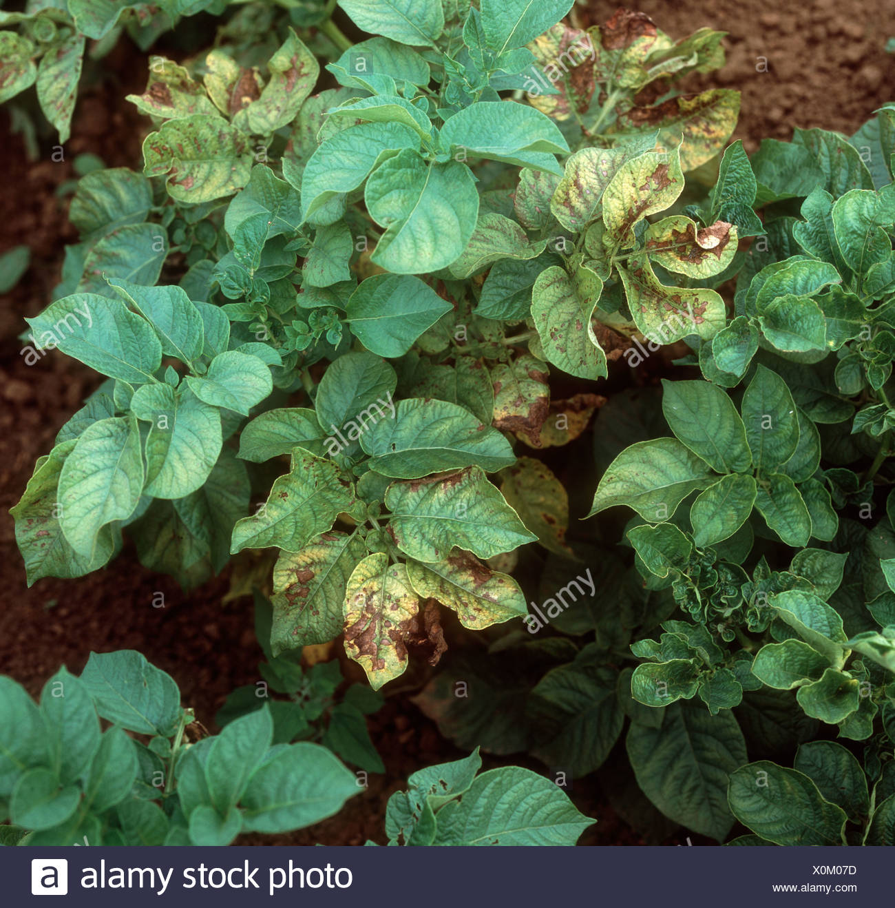 Magnesium Deficiency Leaves High Resolution Stock Photography and